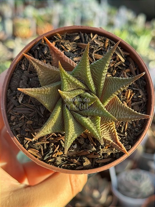 Haworthia limifolia