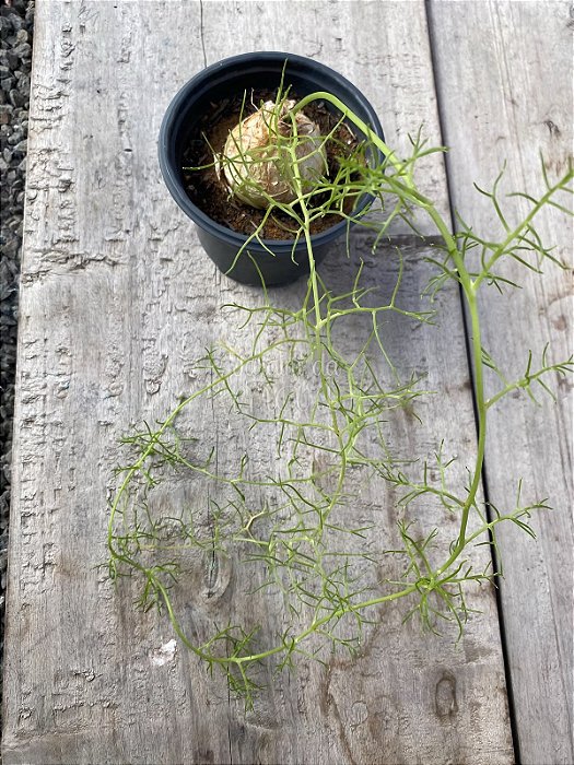 Bowiea volubilis
