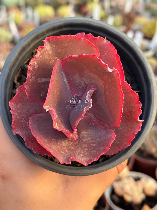 Echeveria jane naylor