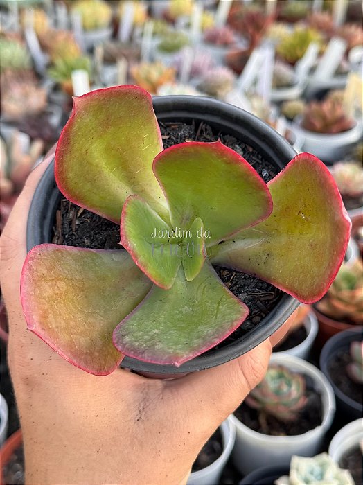Echeveria fimbriata (sem raiz)