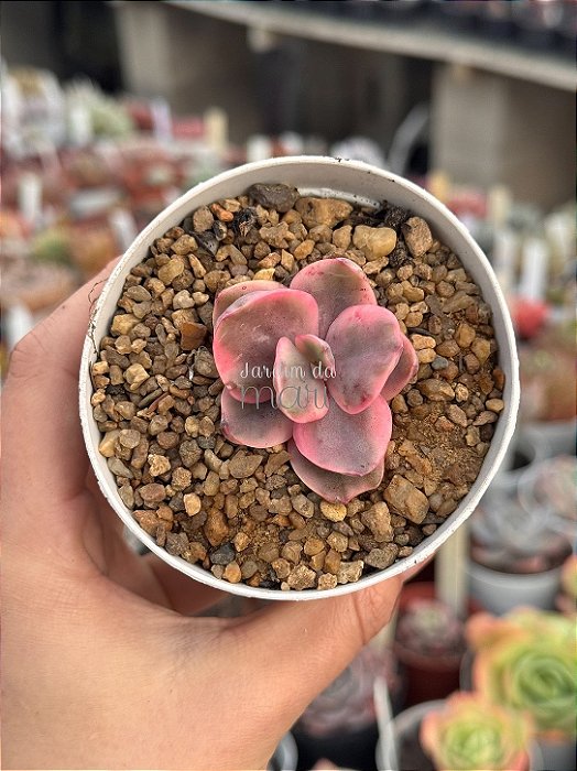 Echeveria golden state variegata