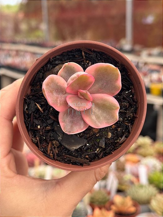 Echeveria golden state variegata