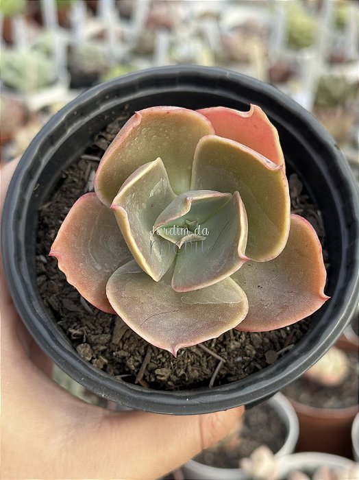 Echeveria kushala P