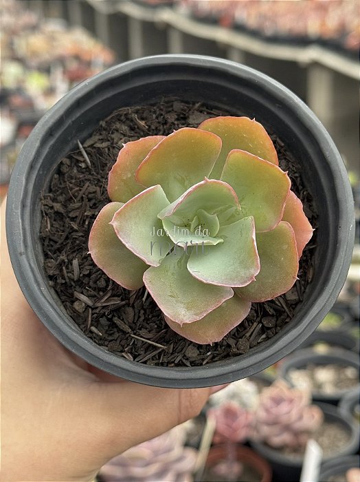 Echeveria blue beach