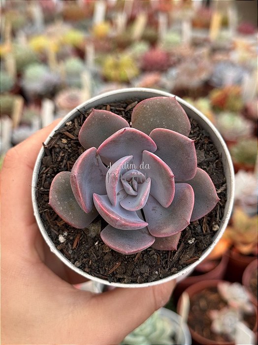 Echeveria dusty rose