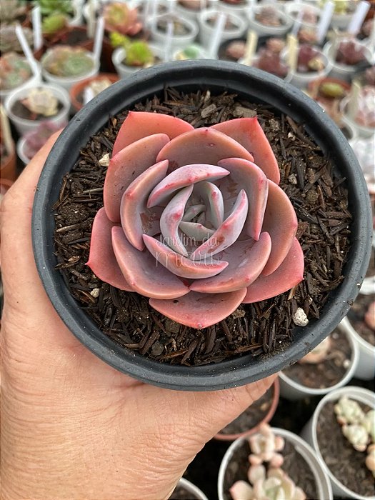 Echeveria dusty rose