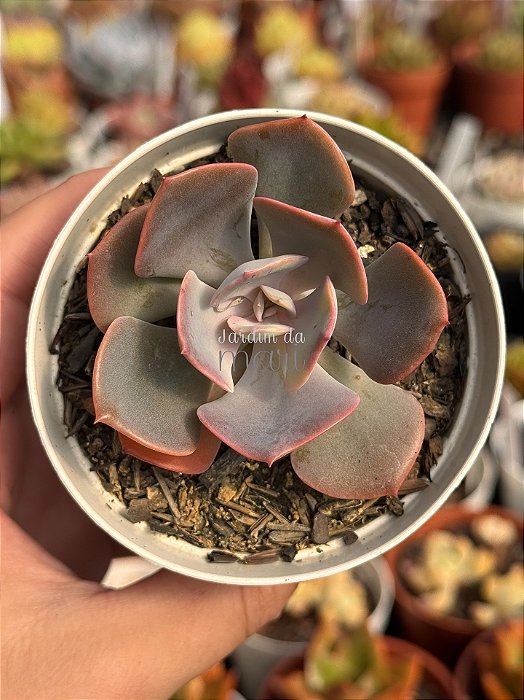Echeveria dusty rose