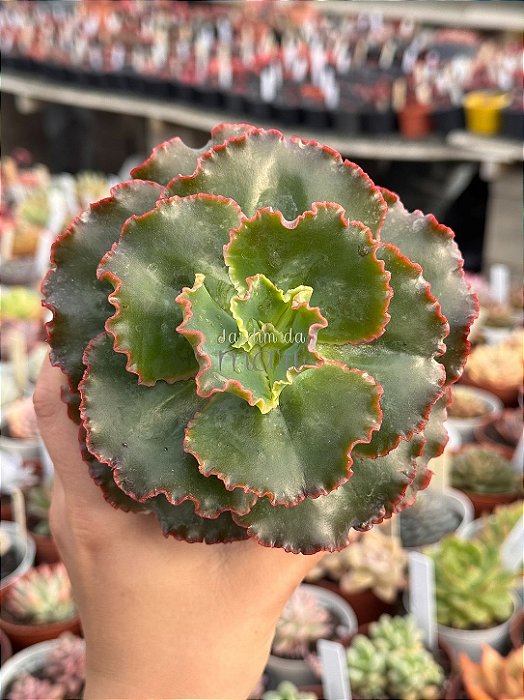 Echeveria corelli (sem raiz)
