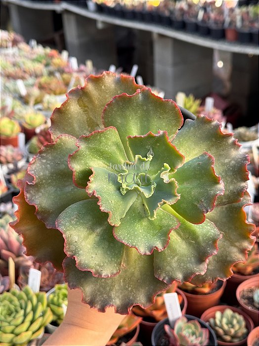 Echeveria corelli