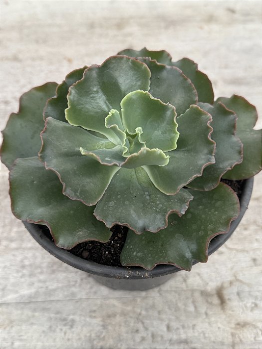 Echeveria corelli (sem raiz)