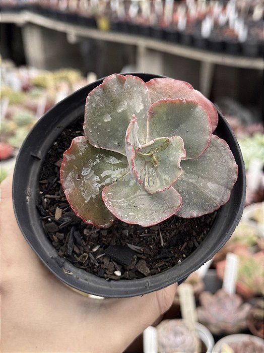 Echeveria bubble machine (by Dick Wright)