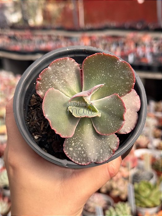 Echeveria bubble machine (by Dick Wright)