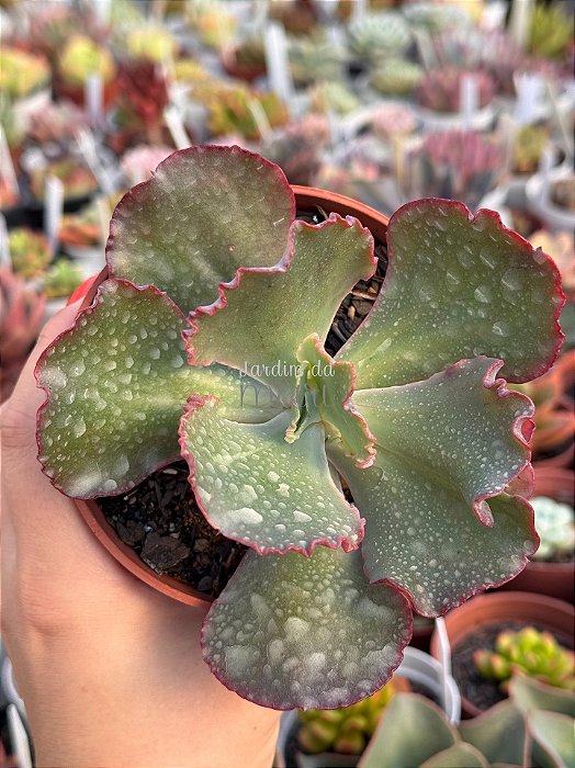 Echeveria bubble machine (by Dick Wright)