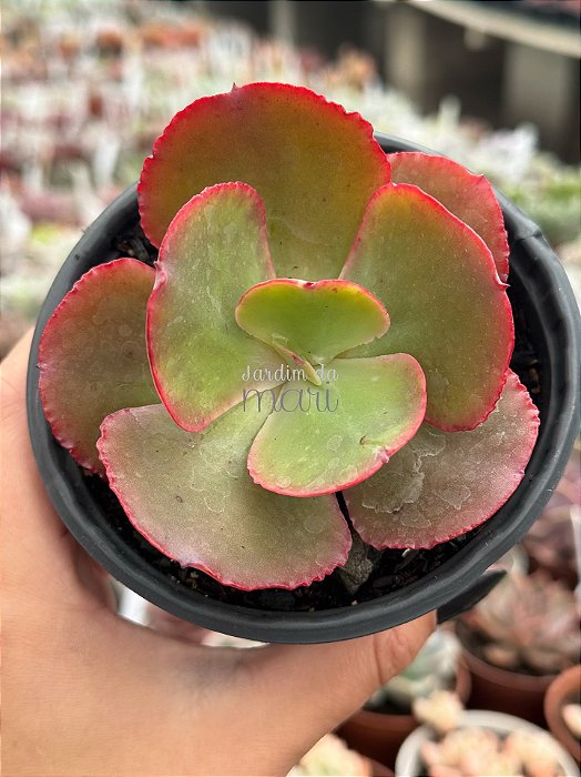 Echeveria bubble machine (by Dick Wright)