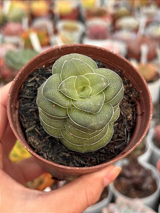 Crassula hemisphaerica