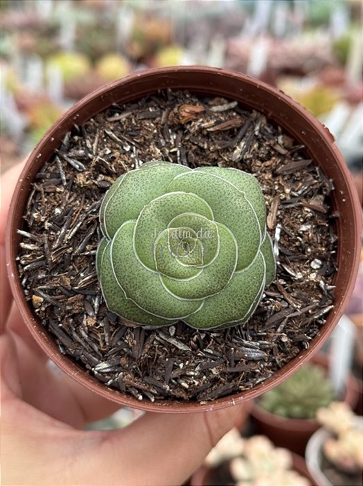 Crassula hemisphaerica