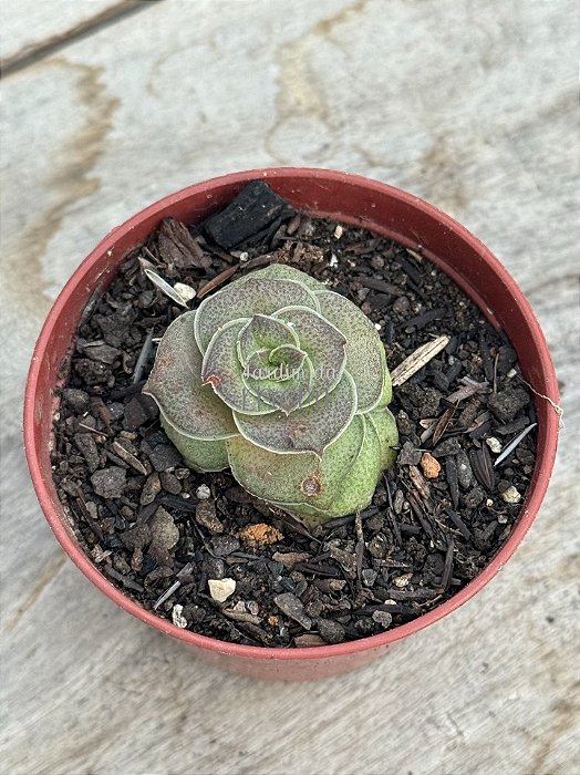 Crassula hemisphaerica
