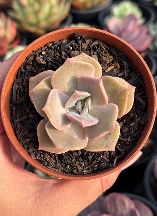Graptoveria purple delight