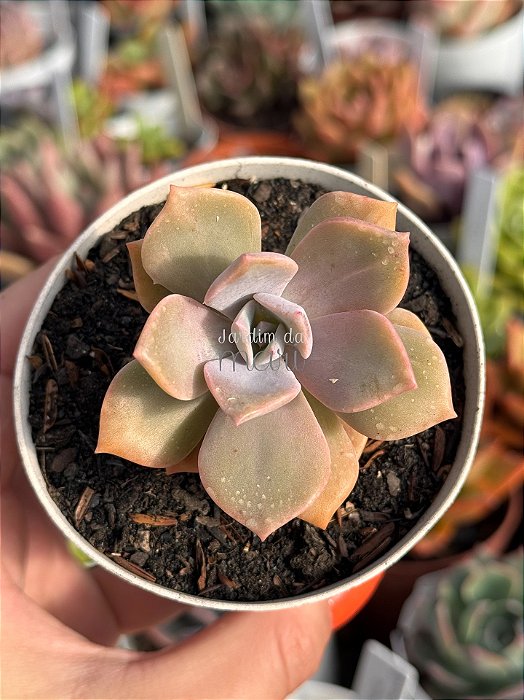 Graptoveria purple delight
