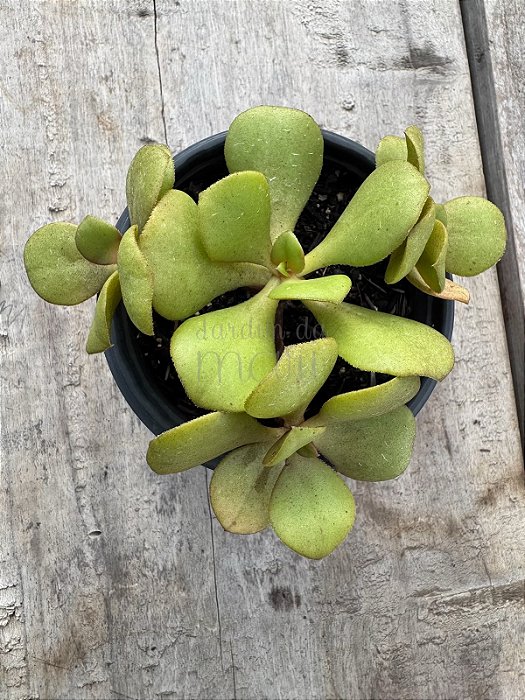 Aeonium glutinosum