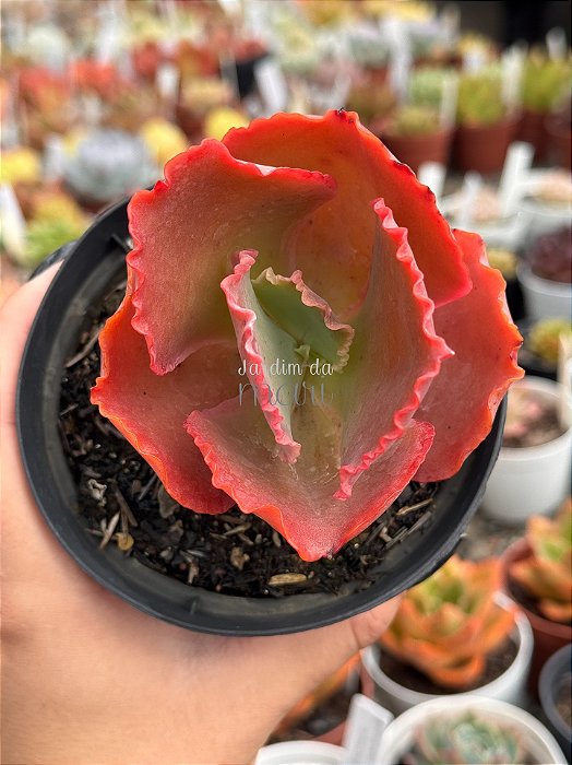 Echeveria red trump