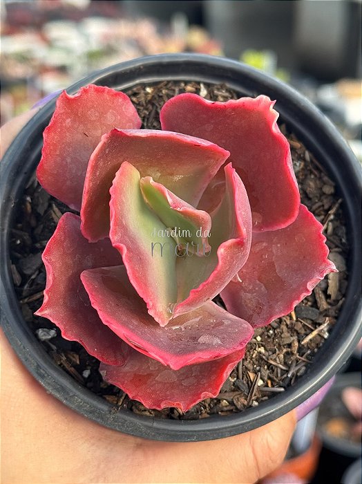 Echeveria red trump (rt) (sem raiz)