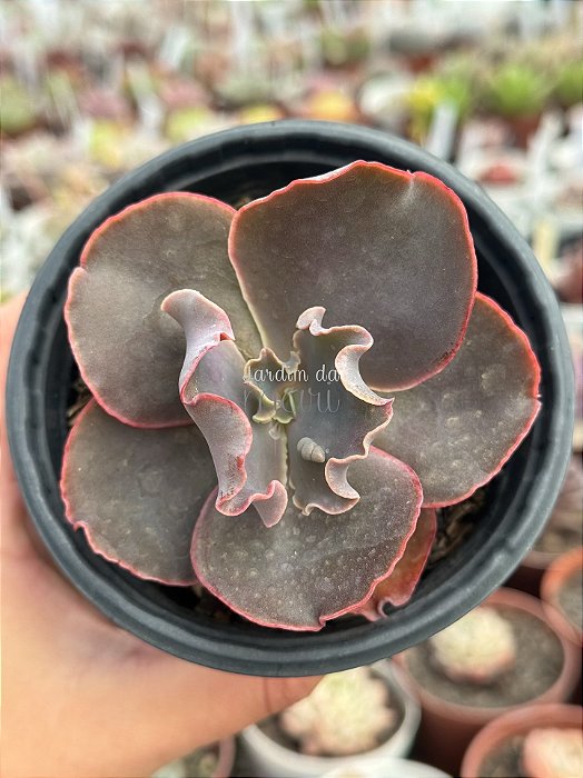 Echeveria thanos