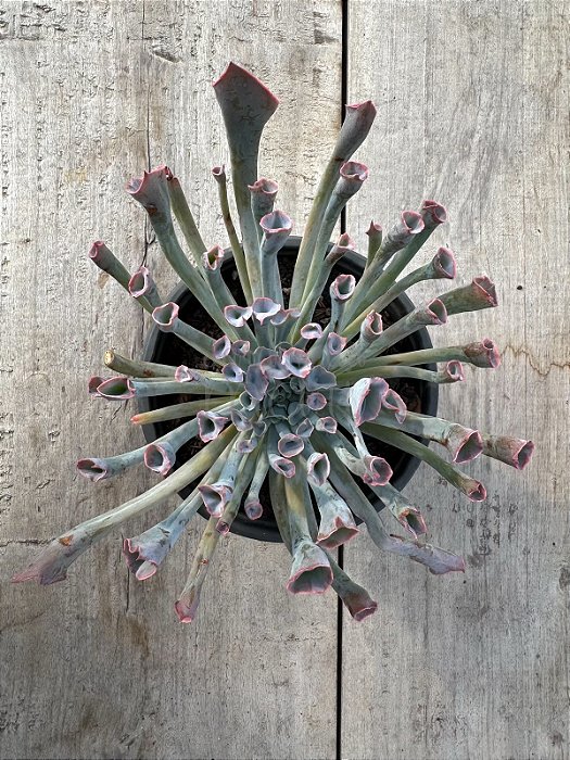 Echeveria pink trumpet G