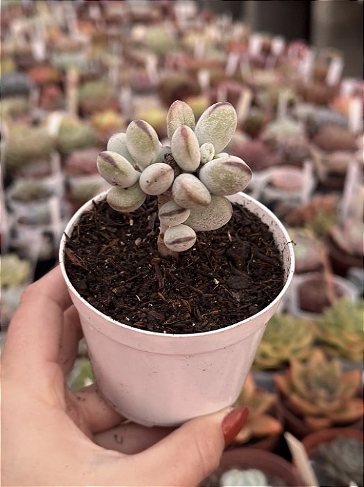 Cotyledon orbiculata oophylla