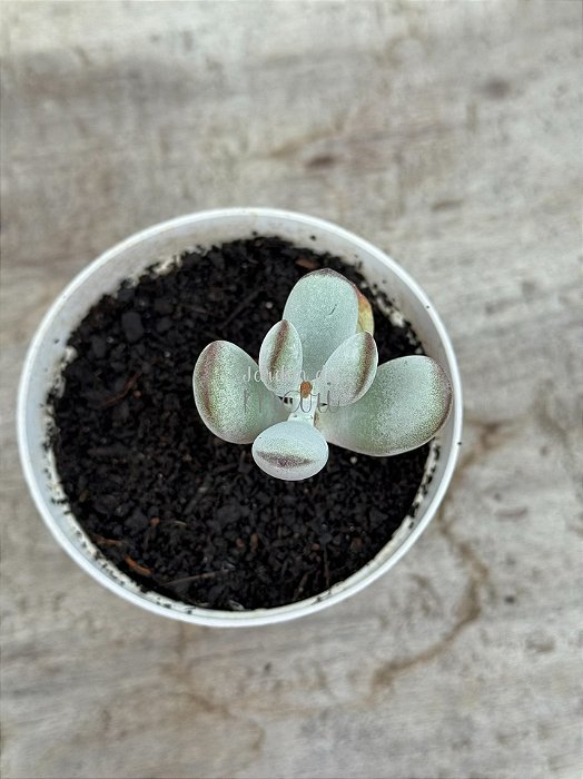 Cotyledon orbiculata oophylla