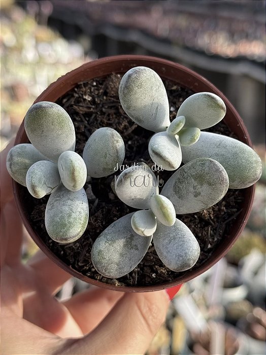 Cotyledon orbiculata oophylla