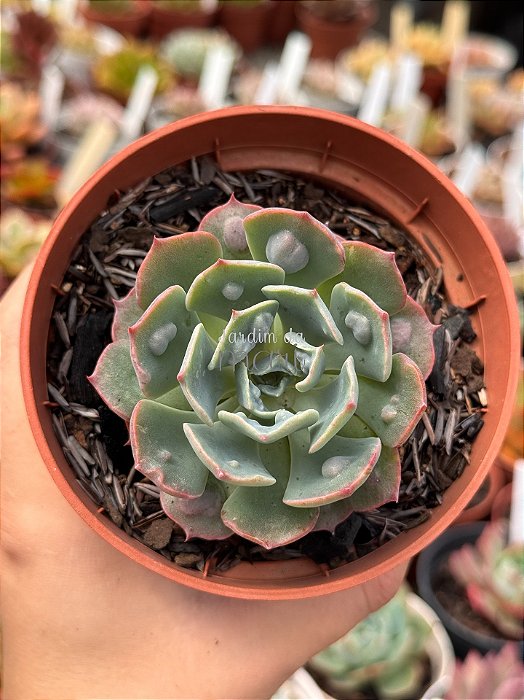 Echeveria raindrops híbrida