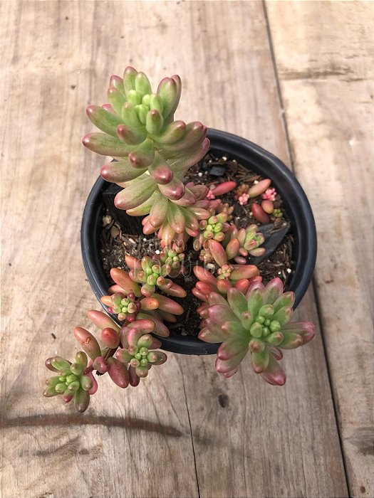 Sedum rubrotinctum aurora variegata - Jardim da Mari