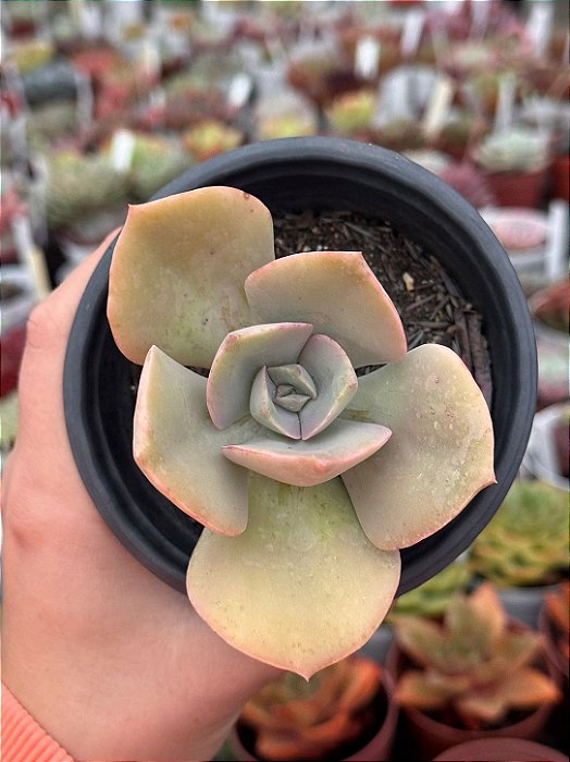 Echeveria rosa de jade