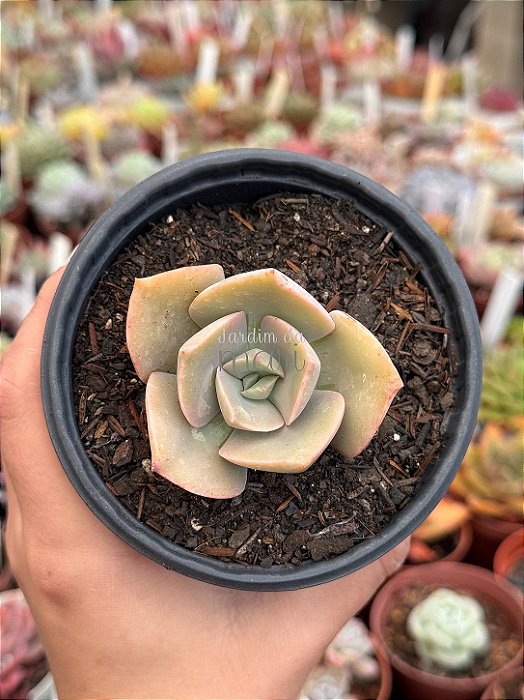 Echeveria rosa de jade