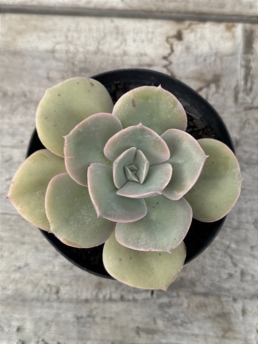 Echeveria rosa de jade