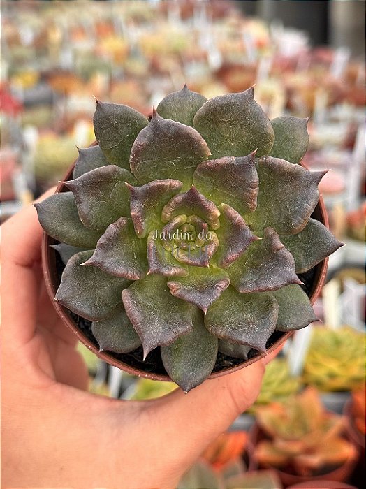 Echeveria super bowl