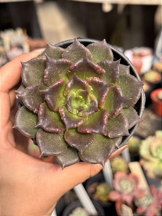Echeveria super bowl