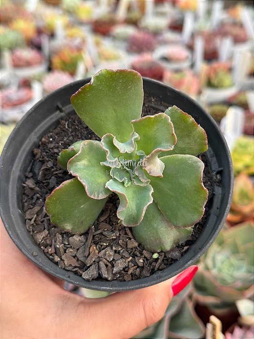 Echeveria noway