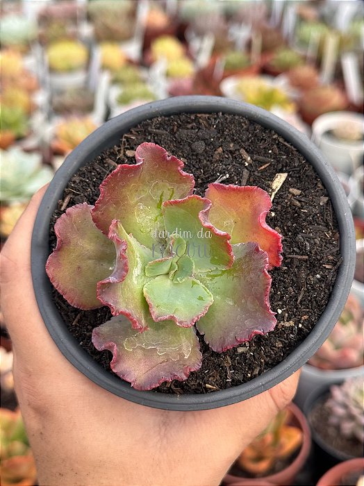 Echeveria noway