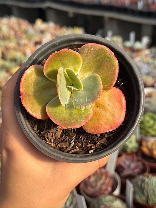 Echeveria pearl