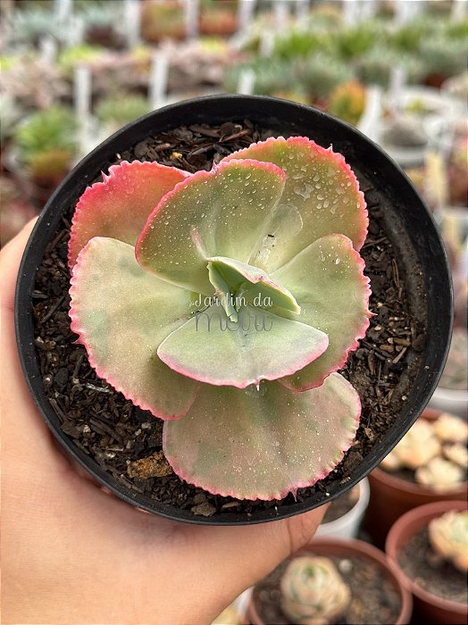 Echeveria pearl