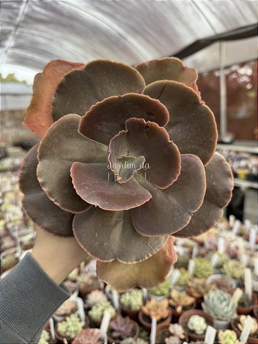 Echeveria DK11