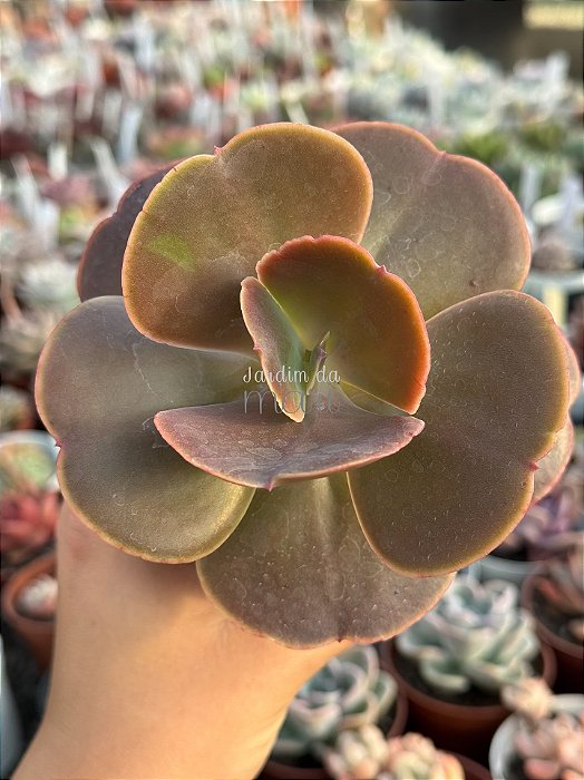 Echeveria DK11