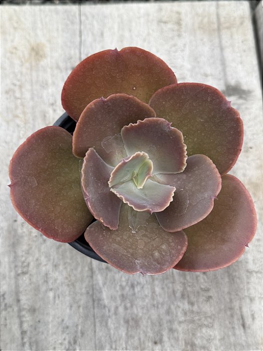 Echeveria DK11 ( sem raiz)