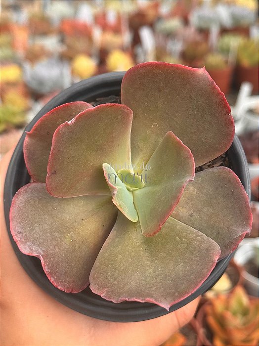 Echeveria zipper