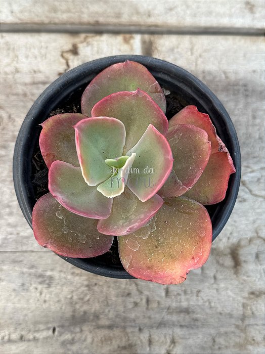 Echeveria zipper (sem raiz)
