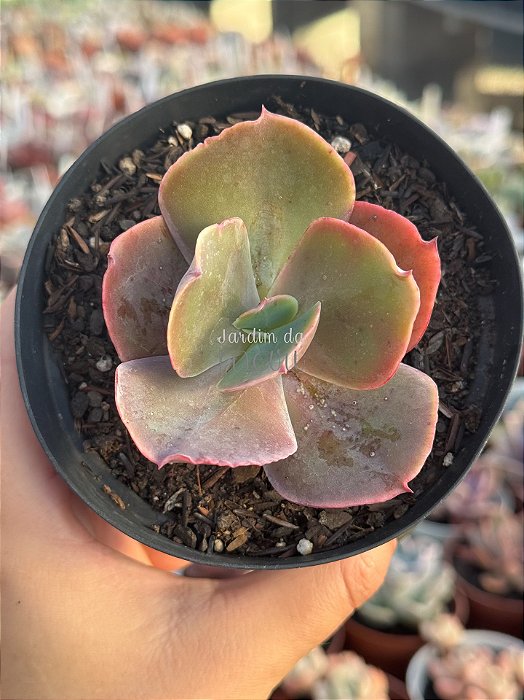Echeveria zipper