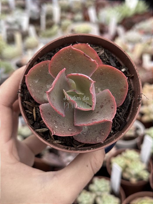 Echeveria dicks pink (sem raiz)