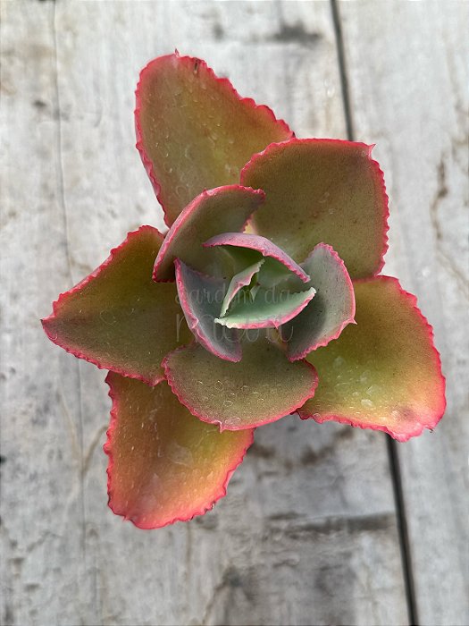 Echeveria dicks pink